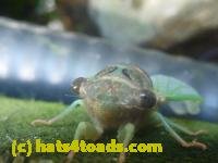 /home//u458753944/public_html/sourcegallery///////////Insects and small critters/aphids cicadas lanternflies and true bugs (Hemiptera)/P1130995.JPG